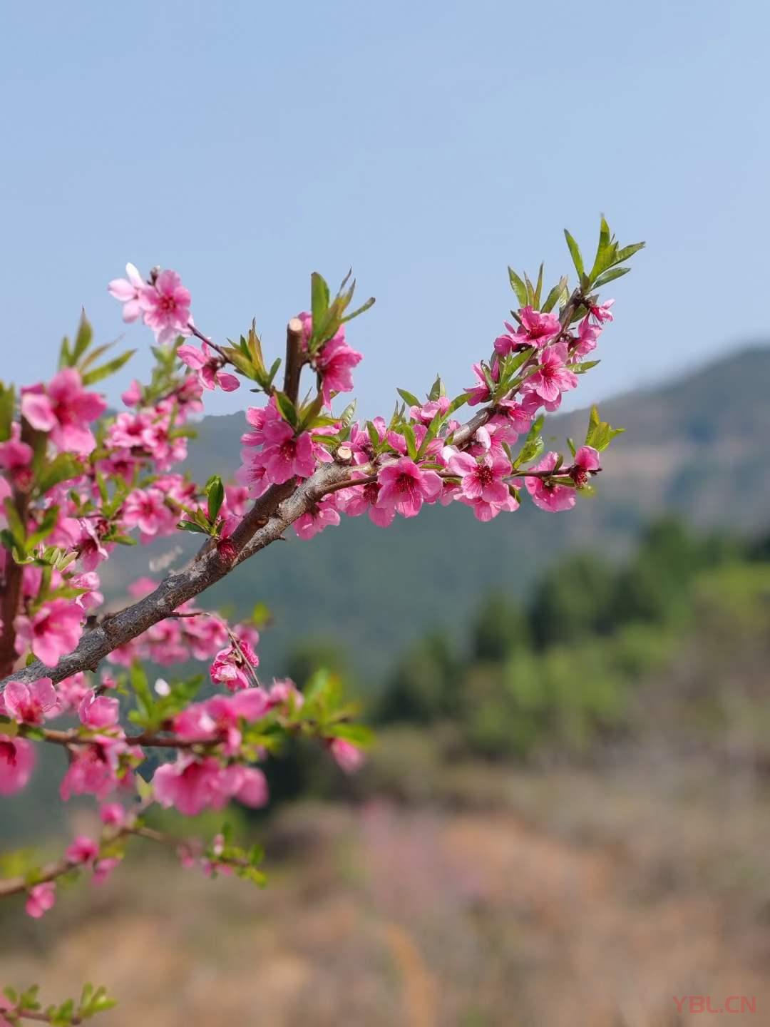 春天的骊山